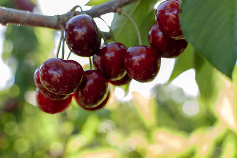 Friske Orchards
Friske Cherries
Michigan fruit