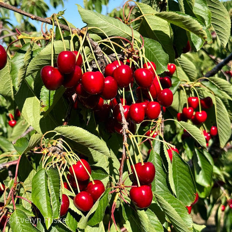 Sweet Cherry Jam