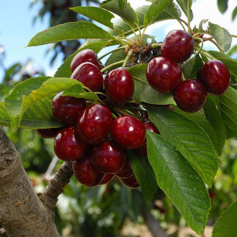 Friske Orchards
Friske cherries
Michigan fruit
