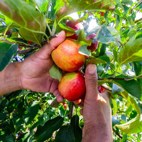 Friske Orchards
Friske apples
Michigan fruit