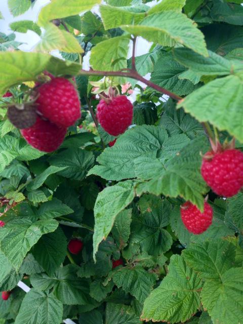 Michigan fruit
Michigan raspberries