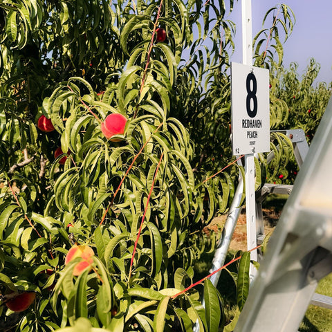 Peach Cherry Salsa - Medium