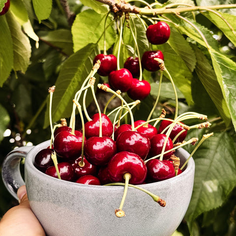 Peach Cherry Salsa - Medium