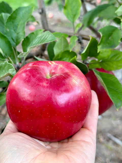 Friske Orchard apples
Michigan fruit
crisp
juicy
fresh