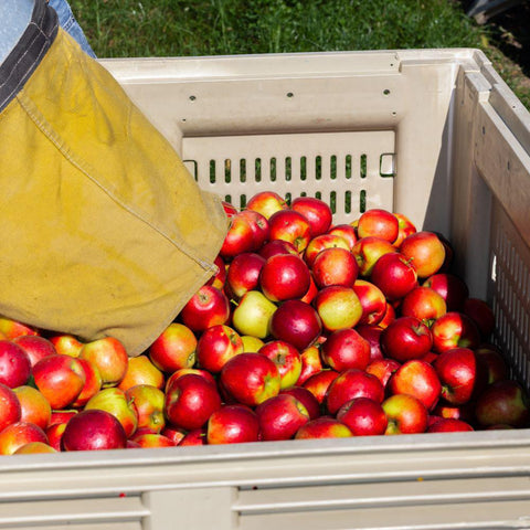 Michigan Apples Shipped
Michigan Apple Gift Box
Michigan Apple Gift
Michigan Apples Nationwide Shipping
Michigan Apples USA