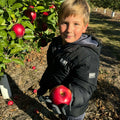 Friske Orchards
Friske apples
apple. picking
boy holding apple