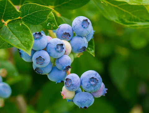 Michigan fruit