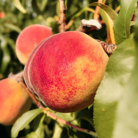 Peach Cherry Salsa - Medium