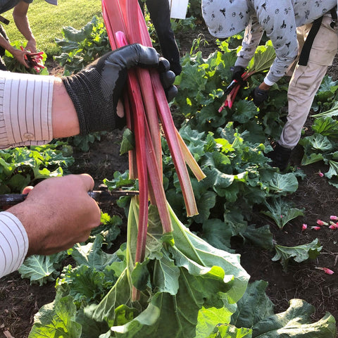 Friske Orchard
Fresh rhubarb
