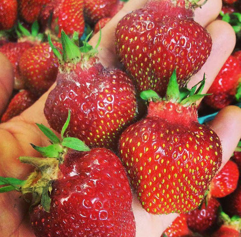 Strawberry Rhubarb Jam