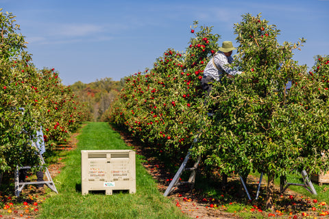Friske Orchard
Friske Farm
Apple Orchard
Apple Picking
Fall