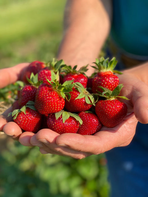Friske Orchard
Friske strawberries
Michigan fruit
strawberry picking