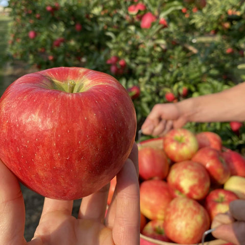 Honeycrisp Apple Gift Box