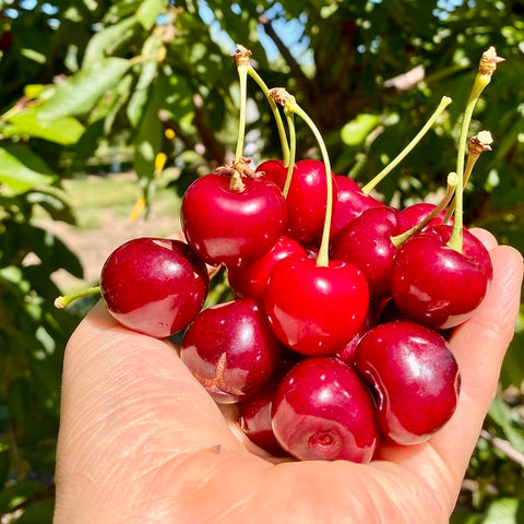 Farm – Friske Farm Market