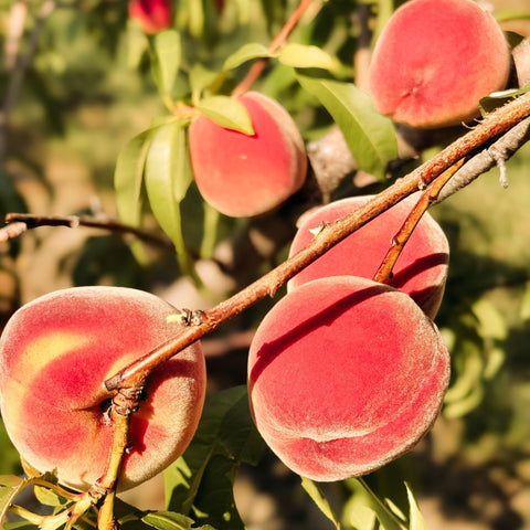 Spiced Canned Peaches