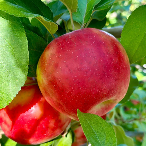 Michigan Honeycrisp Apple Gift Box