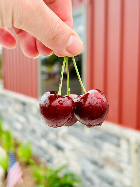 Friske Red Tart Cherries
Traverse City Cherries
