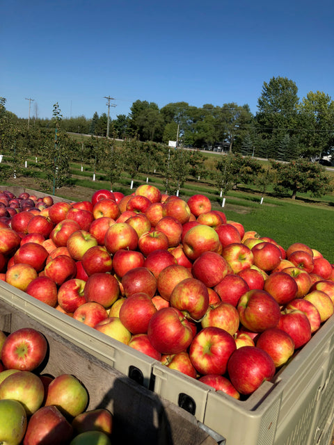 Friske Orchard
Michigan Fruit