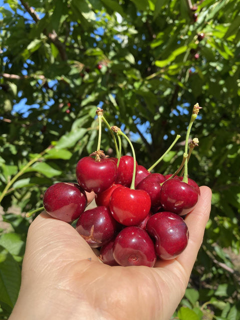 Sour Cherry Gummy Bombs