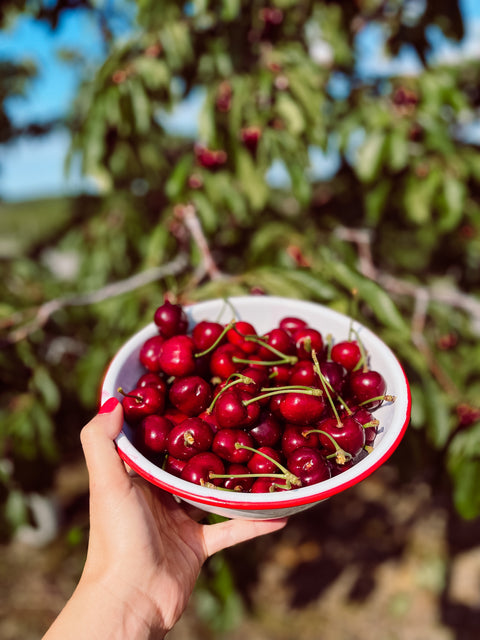 Friske cherries
Traverse City cherries
Montmorency cherries
Michigan fruit