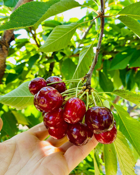 Montmorency red tart cherries
Traverse City cherries
Michigan fruit