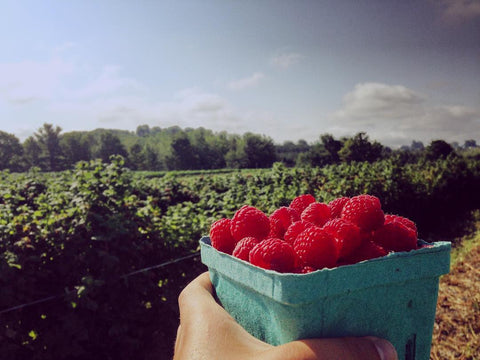 Michigan fruit