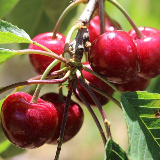 Fruit Stand – Friske Farm Market