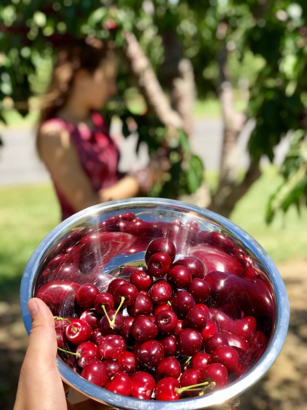 Friske orchards farm market sweet cherries michigan