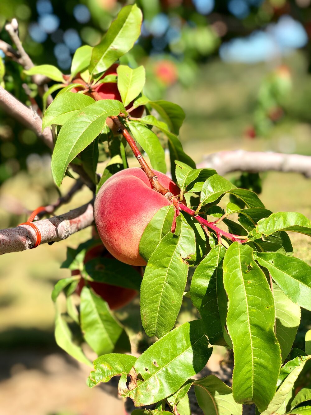 friske orchards farm market near charlevoix michigan peaches