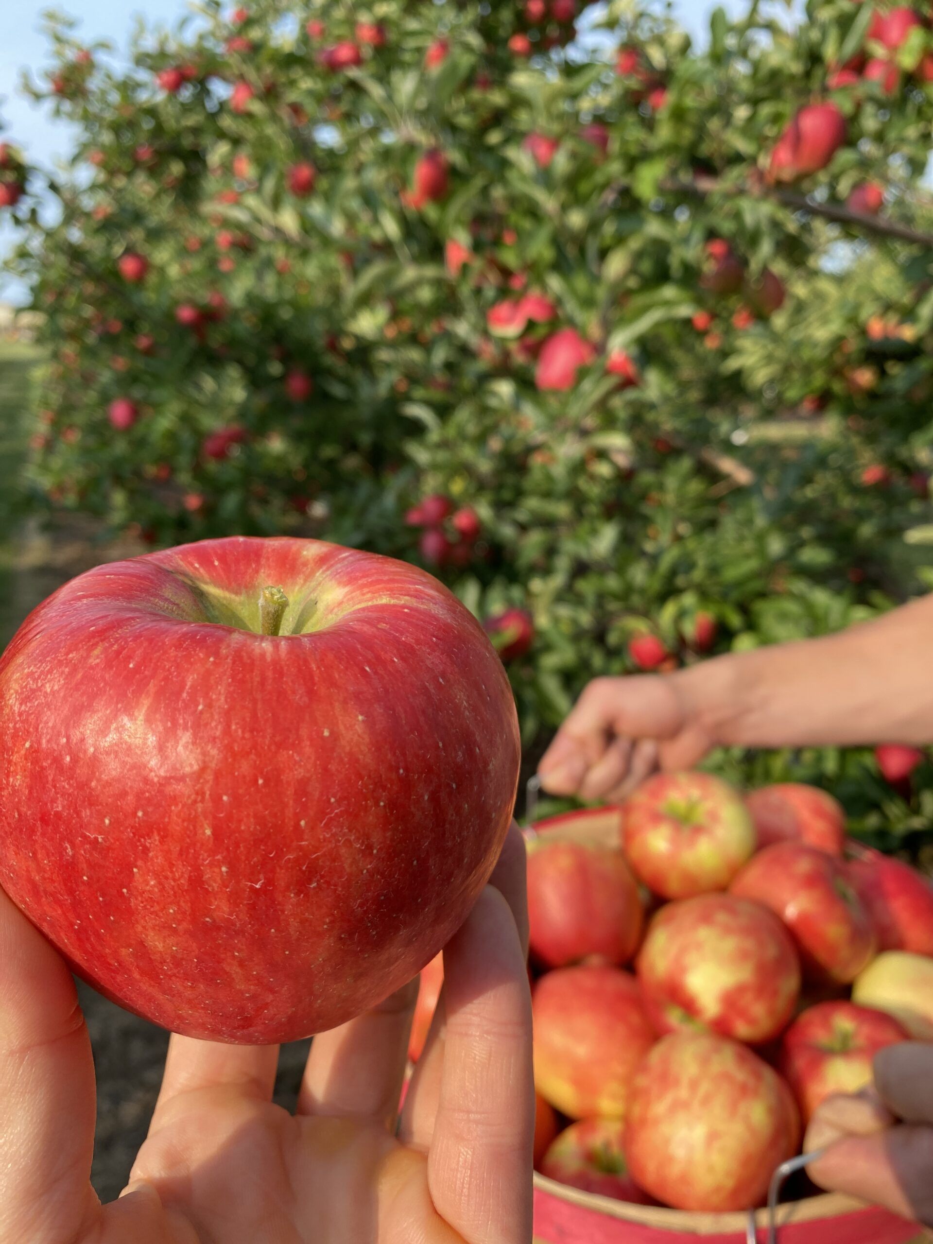 Honeycrisp Apple Box - Fresh Michigan-Grown Apples Delivered